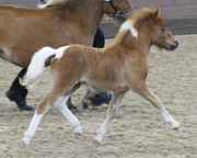Sieger Deutsches Partbred Pony - Hengstfohlen v. Diego vom Landhof ad Fairy Sunshine vom Haselbusch.